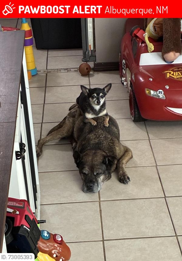 Lost Female Dog last seen Uncer, Albuquerque, NM 87121