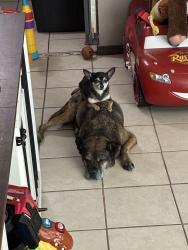 Lost Female Dog last seen Uncer, Albuquerque, NM 87121