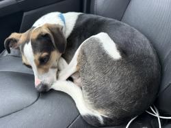 Reunited Male Dog last seen Kyle’s Station Rd Liberty twp ohio, Liberty Township, OH 45044