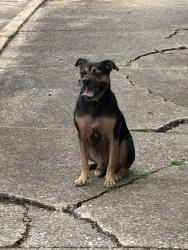 Reunited Male Dog last seen Morningside Park, Knoxville, TN 37915