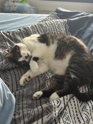 Reunited Male Cat last seen Fabian and Hacienda, Port St. Lucie, FL 34986