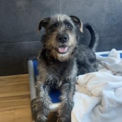 Shelter Stray Male Dog last seen , Animal Care & Control Team of Philly, 111 W Hunting Park Ave, Philadelphia, PA 19140, USA