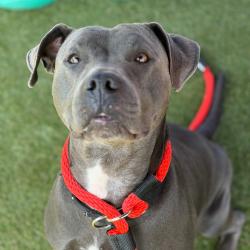 Shelter Stray Female Dog last seen , Animal Care & Control Team of Philly, 111 W Hunting Park Ave, Philadelphia, PA 19140, USA