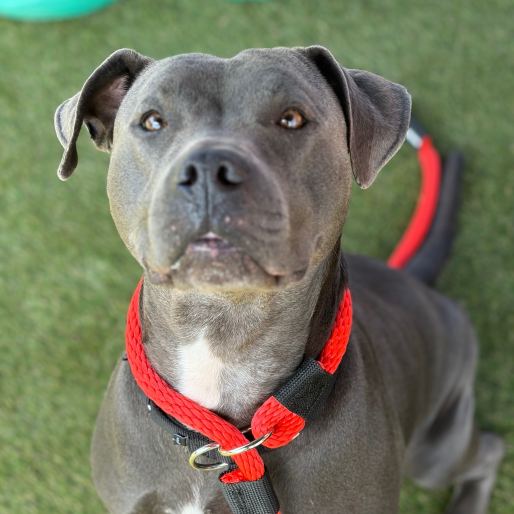 Shelter Stray Female Dog last seen , Animal Care & Control Team of Philly, 111 W Hunting Park Ave, Philadelphia, PA 19140, USA