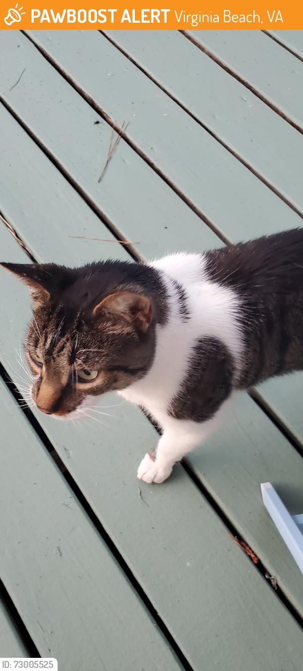 Found/Stray Unknown Cat last seen Kingston Dr. and Little Neck Rd., Virginia Beach, VA 23452