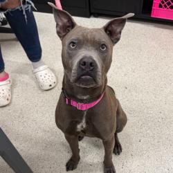 Shelter Stray Female Dog last seen , 8464 Beach Blvd, Jacksonville, FL 32216, USA