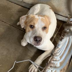 Shelter Stray Male Dog last seen , 2451 N Expressway 281, Edinburg, TX 78541, USA