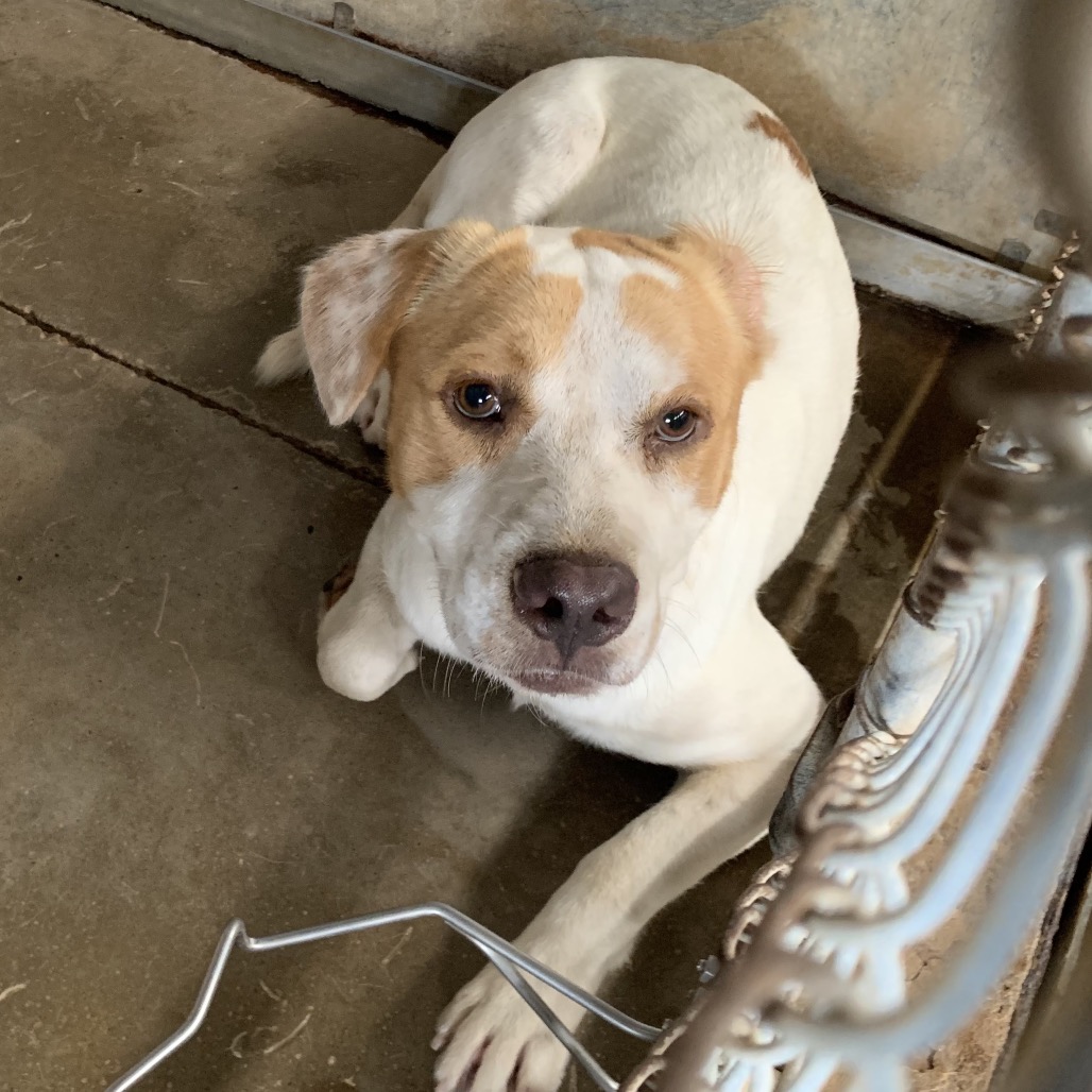 Shelter Stray Male Dog last seen , 2451 N Expressway 281, Edinburg, TX 78541, USA