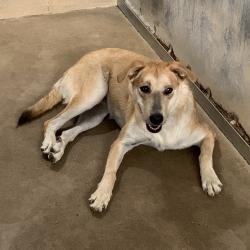 Shelter Stray Female Dog last seen , 2451 N Expressway 281, Edinburg, TX 78541, USA