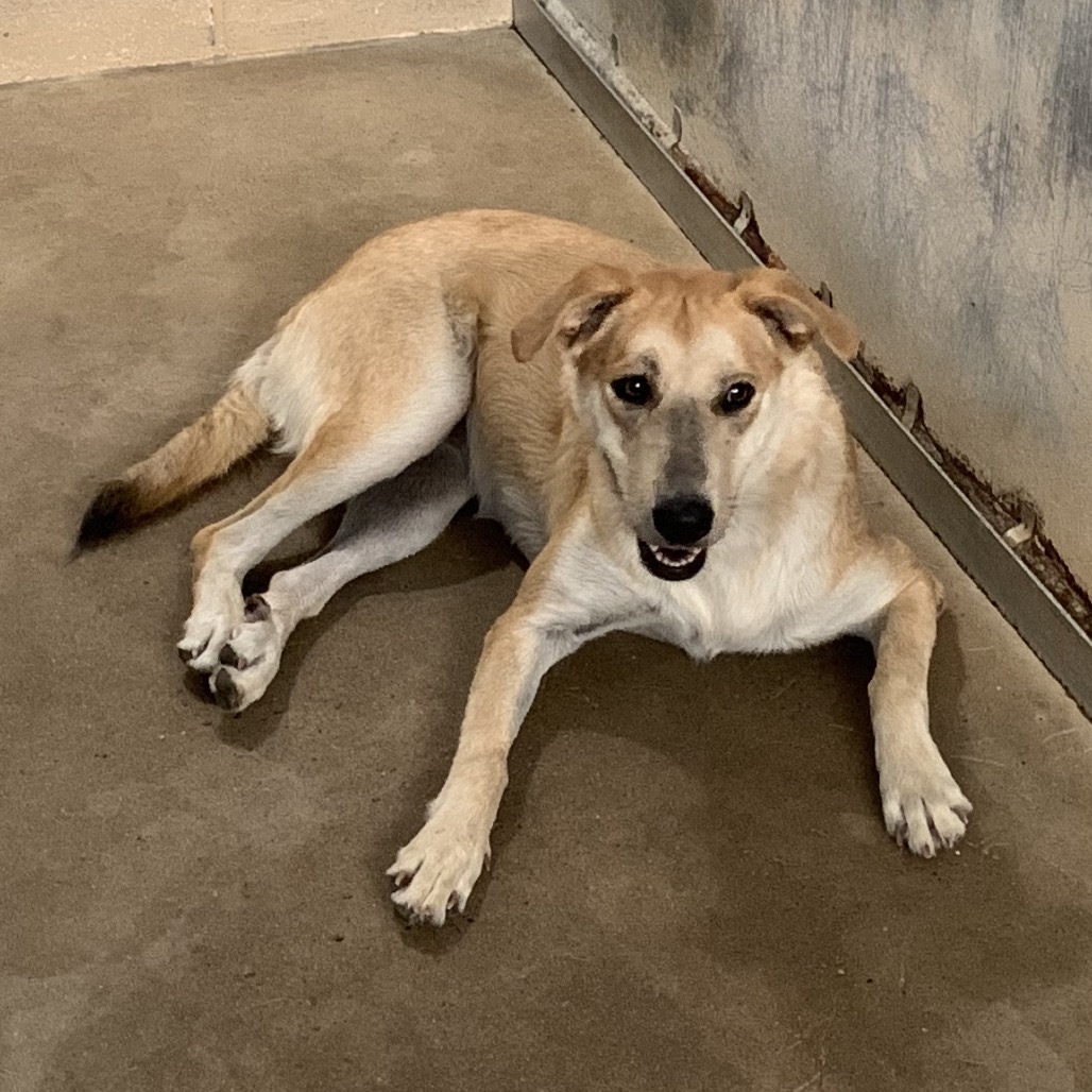 Shelter Stray Female Dog last seen , 2451 N Expressway 281, Edinburg, TX 78541, USA