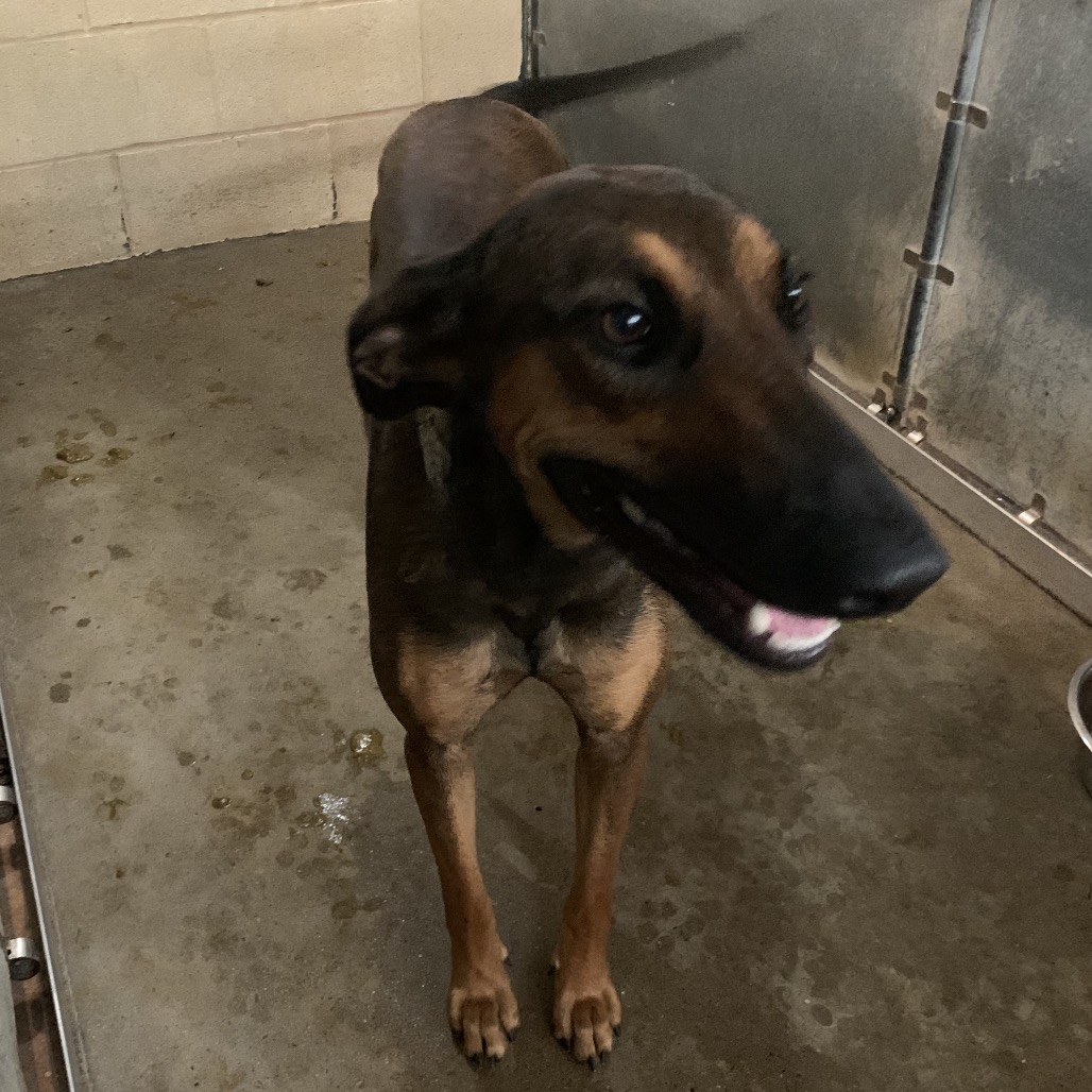 Shelter Stray Female Dog last seen , 2451 N Expressway 281, Edinburg, TX 78541, USA