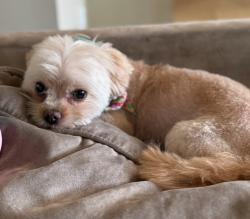Lost Female Dog last seen Apex Street & Cedarwood Drive, Banning, CA 92220