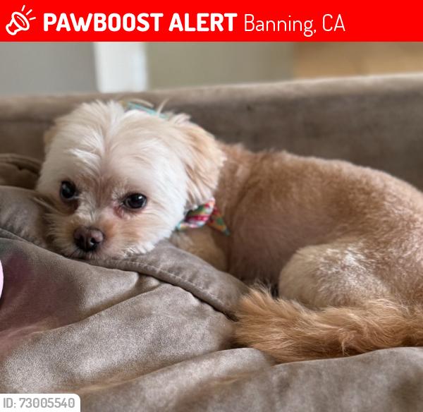 Lost Female Dog last seen Apex Street & Cedarwood Drive, Banning, CA 92220