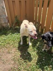 Found/Stray Unknown Dog last seen Friedberg Village, Winston-Salem, NC 27127