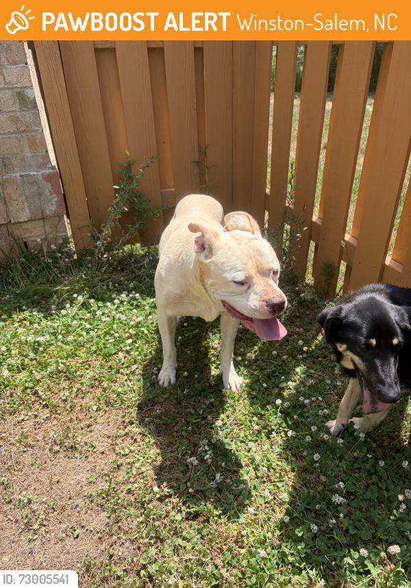 Found/Stray Unknown Dog last seen Friedberg Village, Winston-Salem, NC 27127