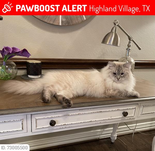 Lost Male Cat last seen Shore View Dr and Lake Way, Highland Village, TX 75077