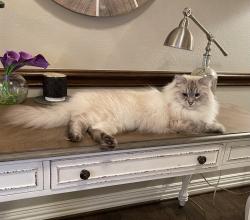 Lost Male Cat last seen Shore View Dr and Lake Way, Highland Village, TX 75077