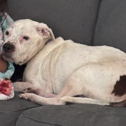 Lost Male Dog last seen Thompson Dr & Aberdeen Creek Rd, Gloucester, VA 23061