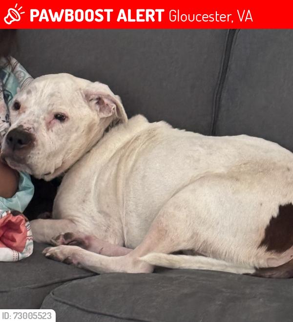 Lost Male Dog last seen Thompson Dr & Aberdeen Creek Rd, Gloucester, VA 23061