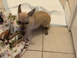 Reunited Male Dog last seen Saxony and Matthew Dr, Corpus Christi, TX 78418