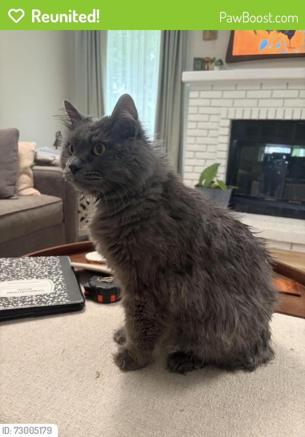 Reunited Male Cat last seen Remington Oaks Subdivision, Fenton, MO 63026