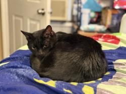 Lost Male Cat last seen Glendale and Beechwood ave, Maple Shade, NJ 08052
