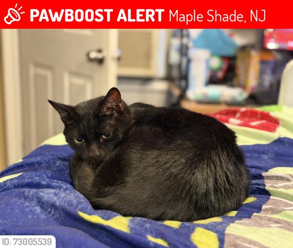 Lost Male Cat last seen Glendale and Beechwood ave, Maple Shade, NJ 08052