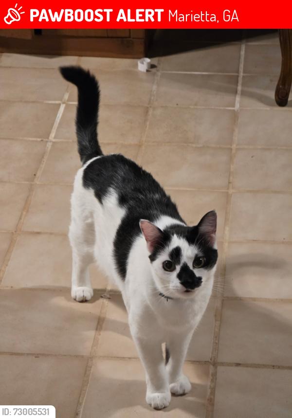 Lost Male Cat last seen Ellis Meadow ct, Marietta, GA 30064