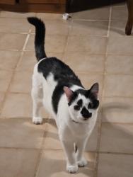 Lost Male Cat last seen Ellis Meadow ct, Marietta, GA 30064