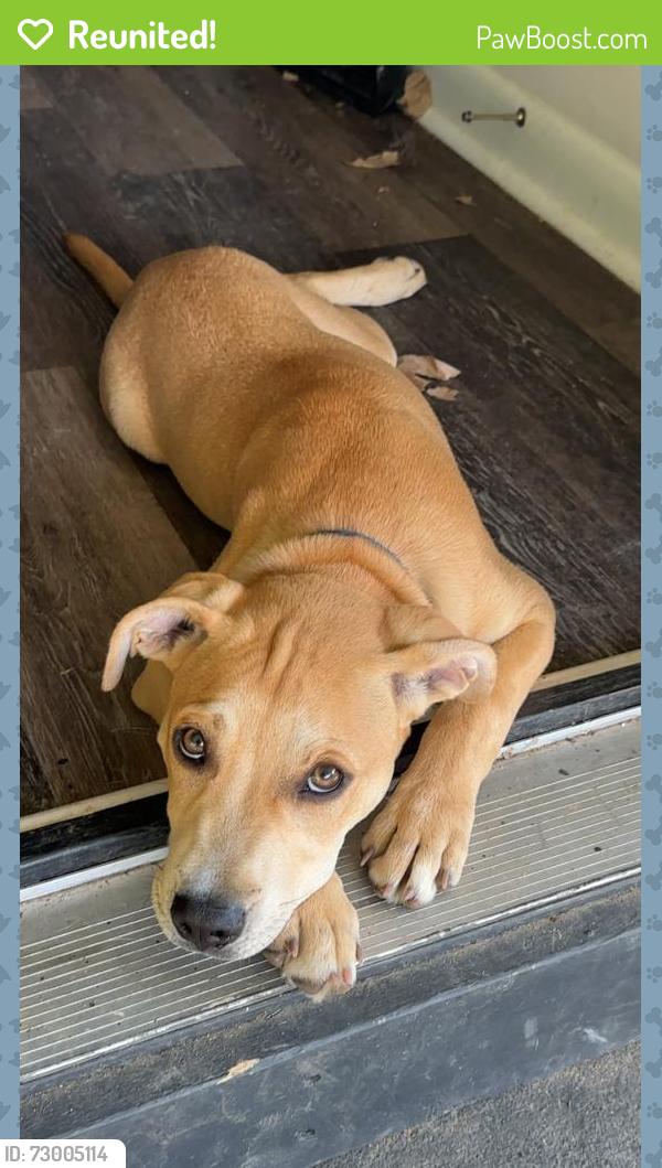 Reunited Male Dog last seen W 5th ave and s Myrtle school rd, Gastonia, NC 28052