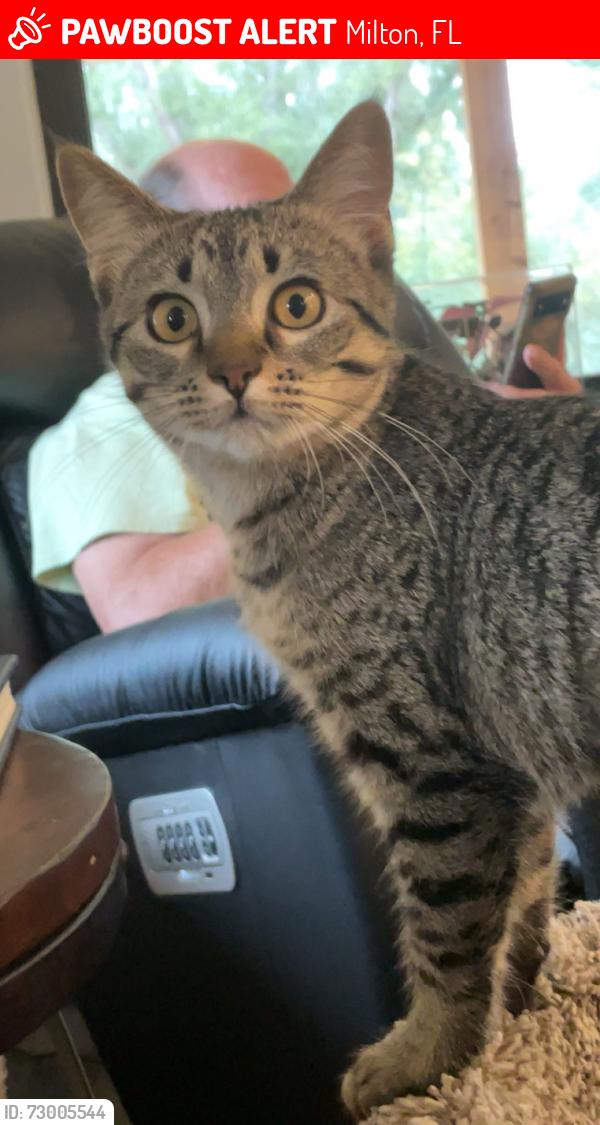 Lost Female Cat last seen Bell Lane, Milton, FL 32571