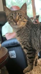 Lost Female Cat last seen Bell Lane, Milton, FL 32571