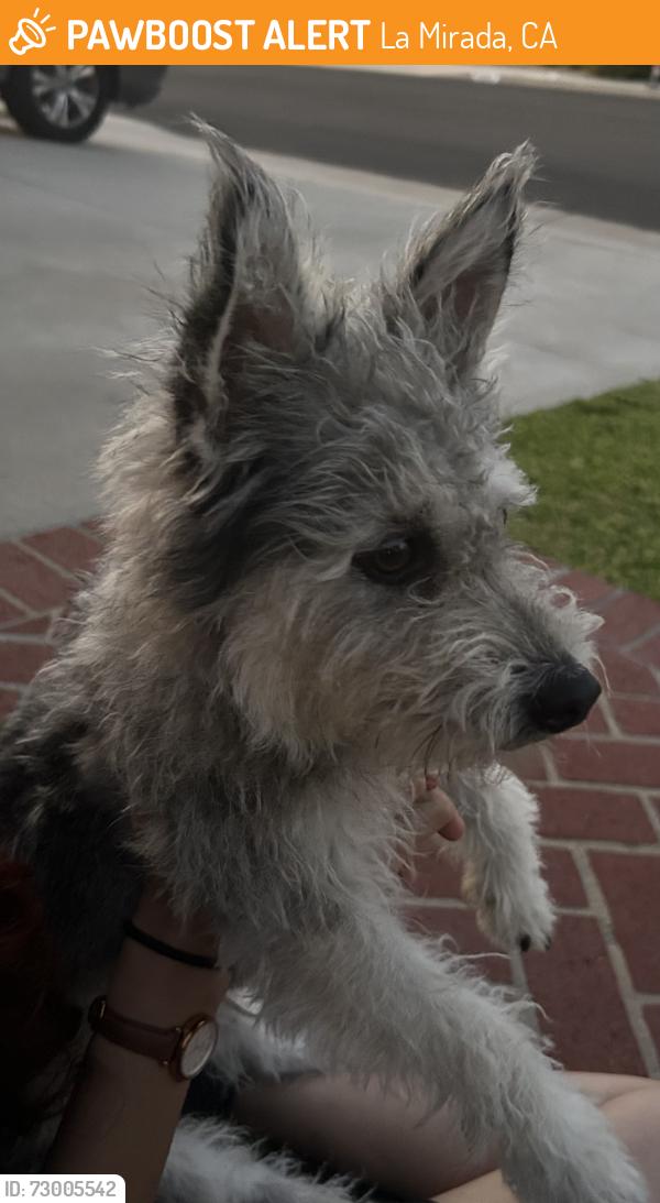 Found/Stray Male Dog last seen Hillsborough homes, La Mirada, CA 90638