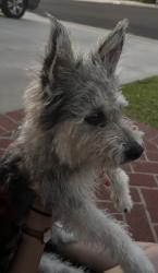 Found/Stray Male Dog last seen Hillsborough homes, La Mirada, CA 90638