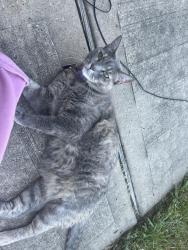 Reunited Female Cat last seen H.M Carroll Elementary School , Houston, TX 77044