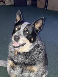 Reunited Male Dog last seen Goldmine and Fordham Rd, Mobile, AL 36619