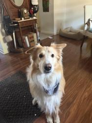 Reunited Male Dog last seen Springview, Rocklin, CA 95677