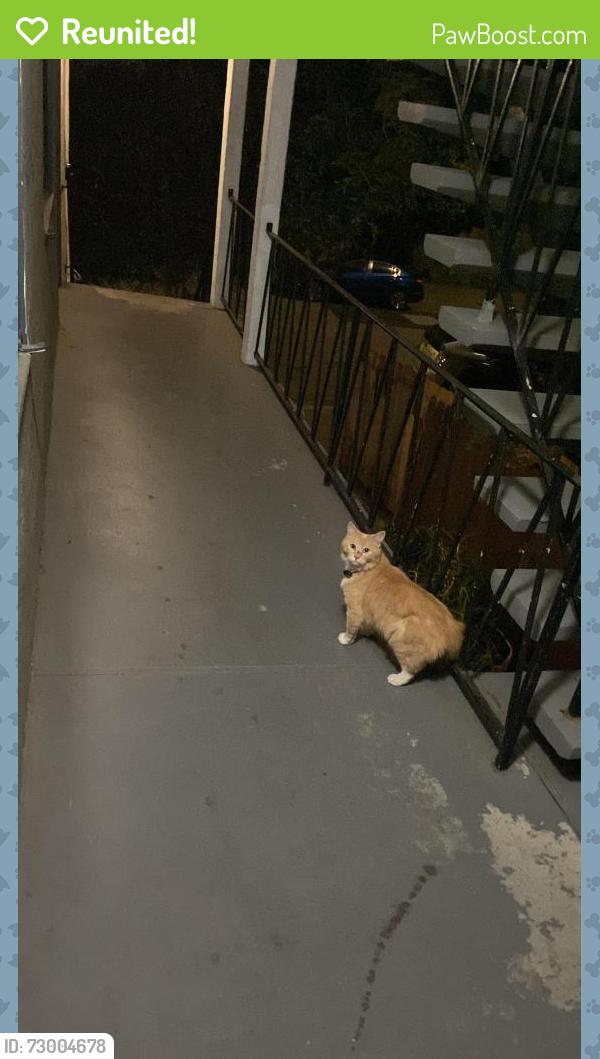 Reunited Female Cat last seen mcgee avenue, Berkeley, CA 94703