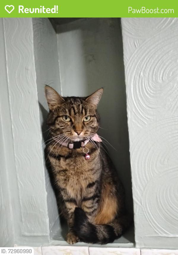 Reunited Female Cat last seen Brixham Road, Bedminster, Bedminster, England BS3 5LH