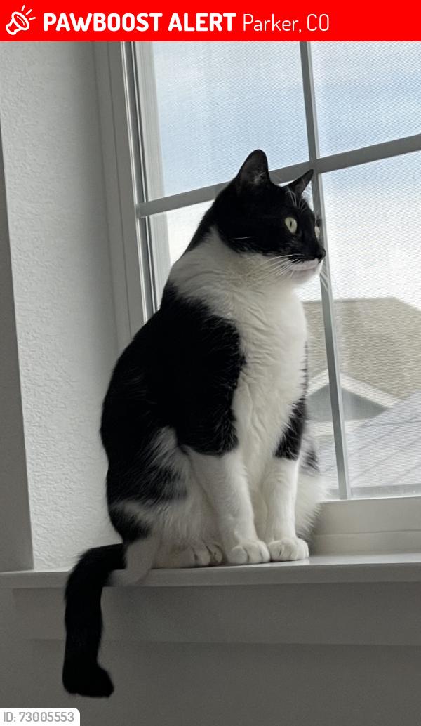 Lost Male Cat last seen Inspiration ln and Inspiration Dr, Parker, CO 80138