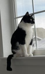 Lost Male Cat last seen Inspiration ln and Inspiration Dr, Parker, CO 80138