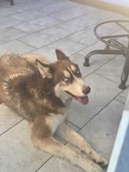 Found/Stray Female Dog last seen Van buran st and the 202, Phoenix, AZ 85008