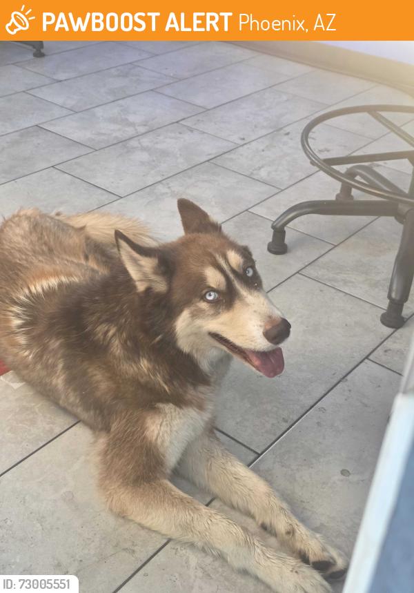 Found/Stray Female Dog last seen Van buran st and the 202, Phoenix, AZ 85008