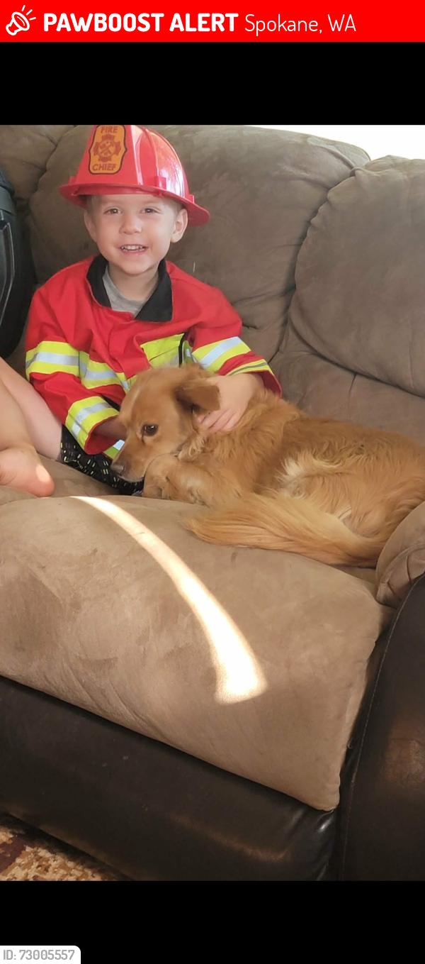 Lost Male Dog last seen Cook and E Rockwell Ave, Spokane, WA 99207
