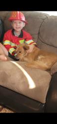 Lost Male Dog last seen Cook and E Rockwell Ave, Spokane, WA 99207