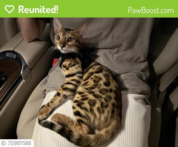Reunited Male Cat last seen Genesse ave and Romaine st, West Hollywood, CA 90046