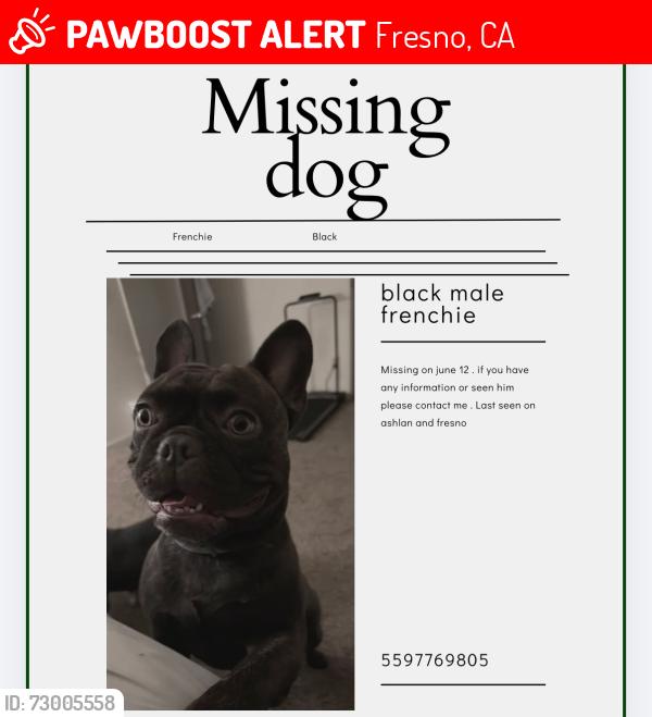 Lost Male Dog last seen ashlan and fresno, Fresno, CA 93705