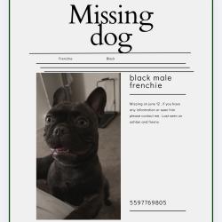 Lost Male Dog last seen ashlan and fresno, Fresno, CA 93705