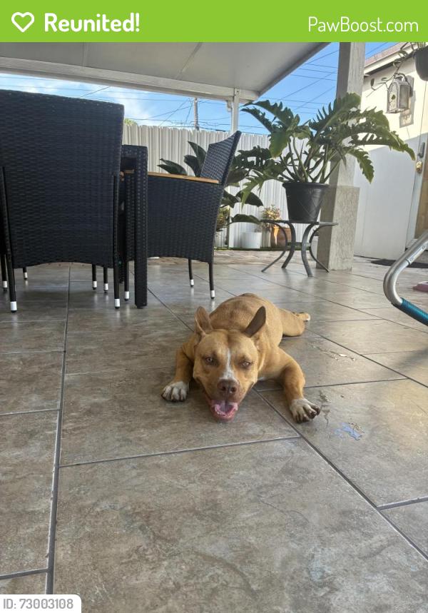 Reunited Unknown Dog last seen Near park Amelia , Hialeah, FL 33013