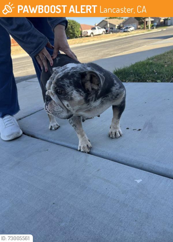 Found/Stray Female Dog last seen Near th & 25 th st east, Lancaster, CA 93535